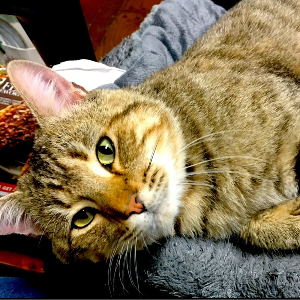 Meet your Posher, Laurie